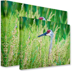 Canvas Mirrored Edge Wrap 10x10 - Horn Photo