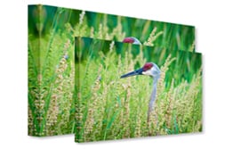 Canvas Prints